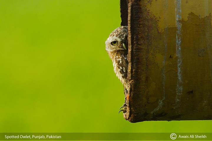 Spotted Owlet, Bird of Pakistan at Pakistan Highlands