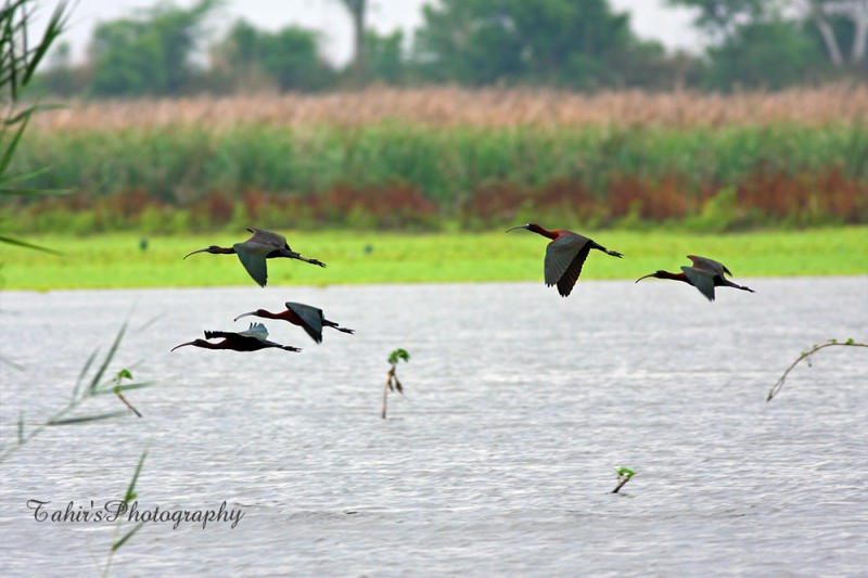 Glossy ibis by Tahir Abbas Awan