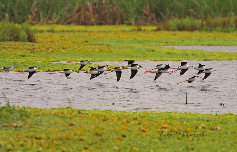 Black winged Stilt - Birds of Pakistan
