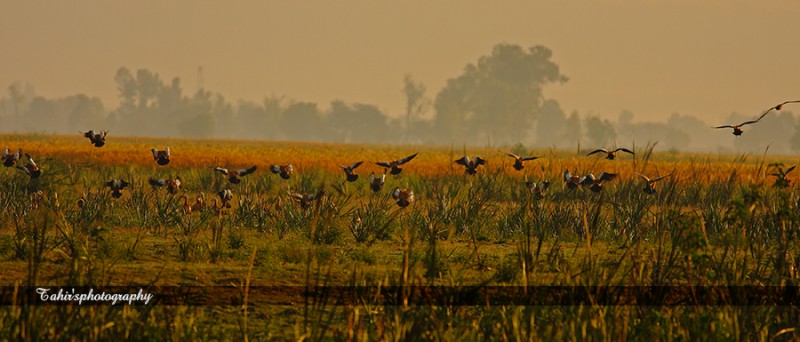 Rudy Shelducks - Birds of Pakistan