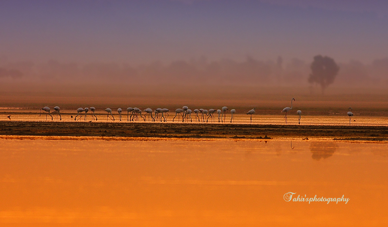 Greater Flamingoes - Photo by Tahir Awan